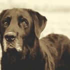 Labrador in Sepia 