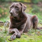 Labrador (ist das Leben nicht schön!)