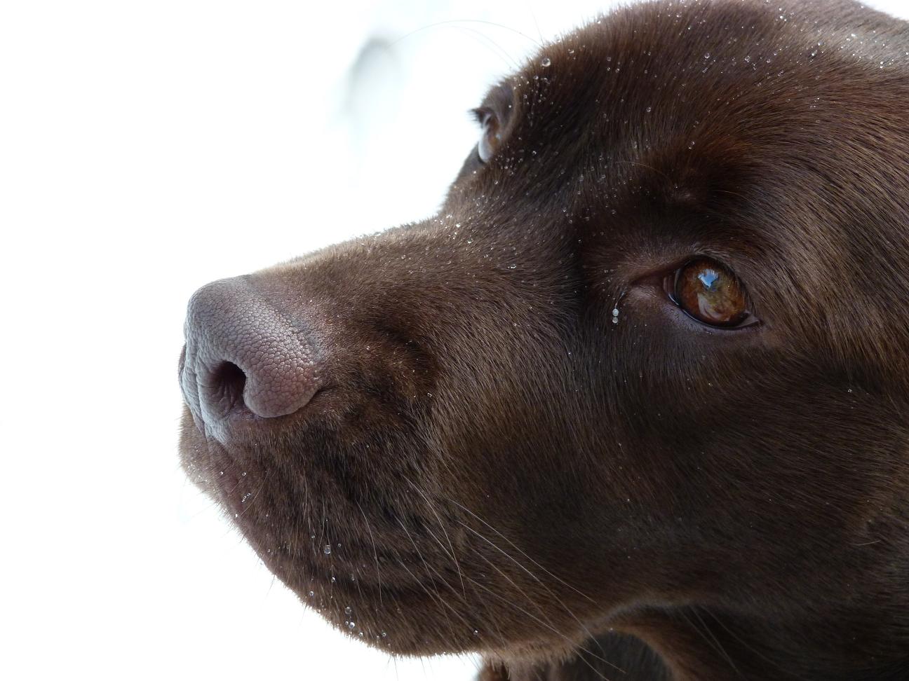 Labrador konzentriert
