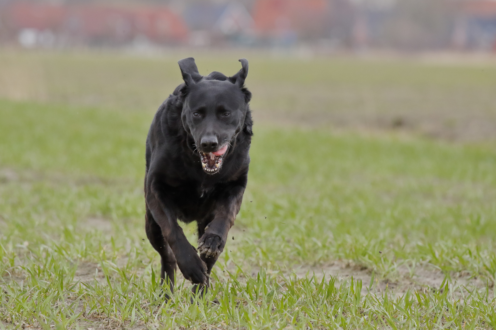Labrador läuft über eine Wiese