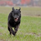 Labrador läuft über eine Wiese