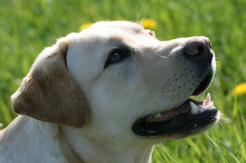 Labrador Laika