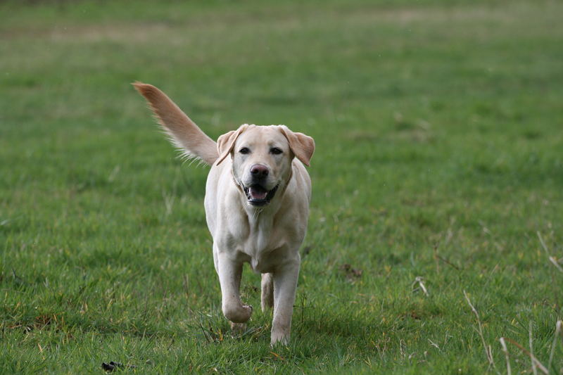 Labrador Laika