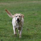 Labrador Laika