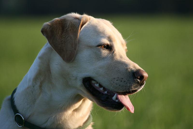 Labrador Laika