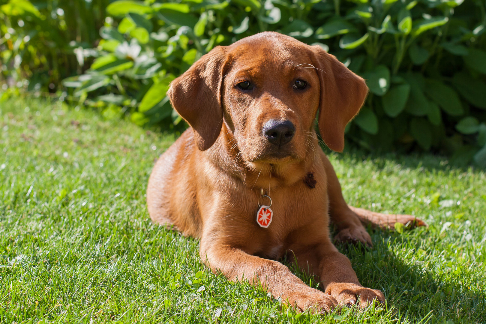 Labrador Luzi