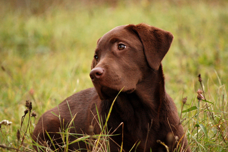 Labrador mal wieder