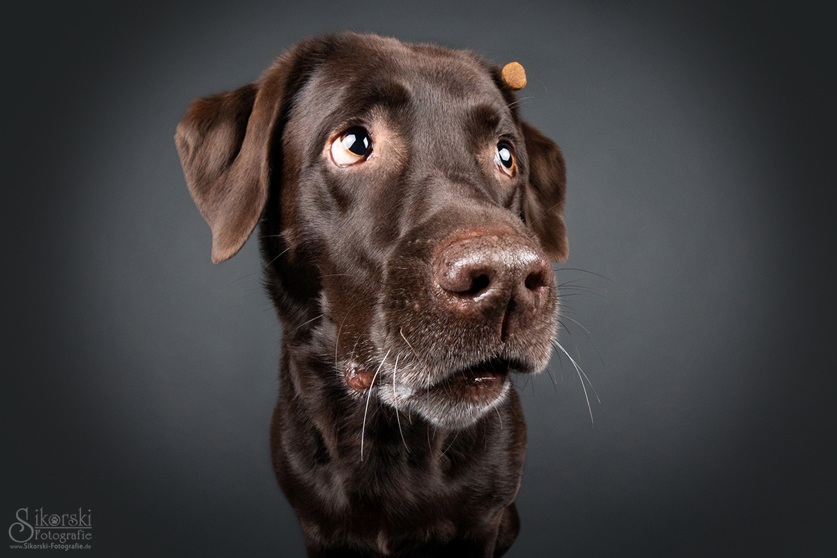 Labrador Maya - Schnapp & Weg!