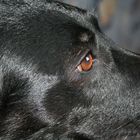 Labrador Mischling