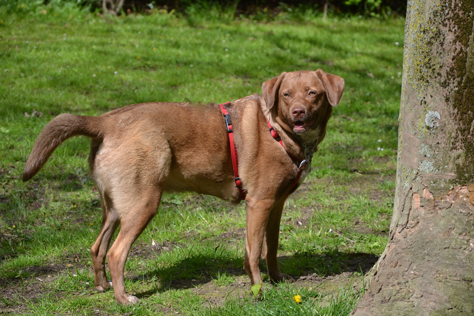 Labrador Mischling