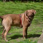 Labrador Mischling