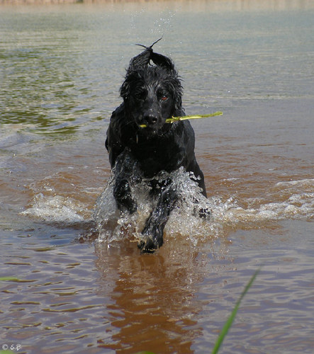 Labrador Mischling Murphy