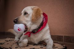 Labrador mit Ball