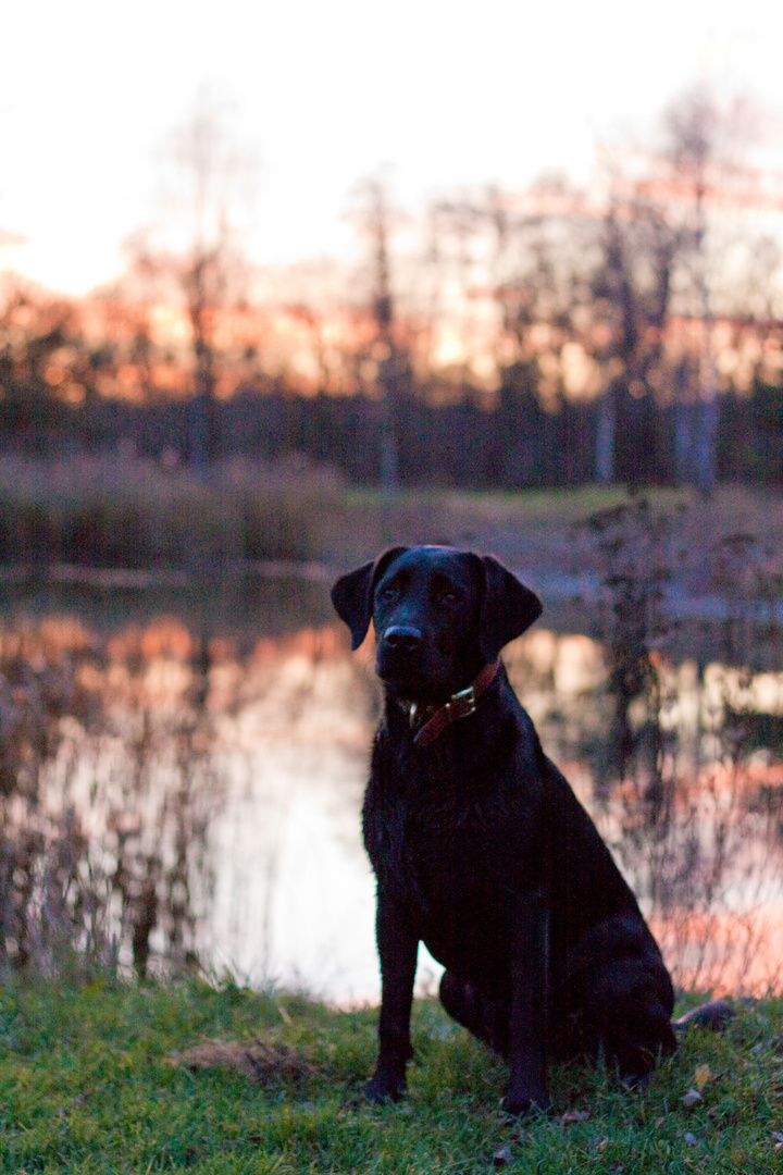 Labrador mit Sonnenuntergang