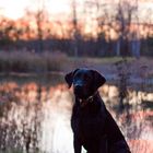 Labrador mit Sonnenuntergang