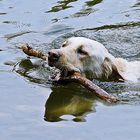 Labrador mit Spiegeleffekt