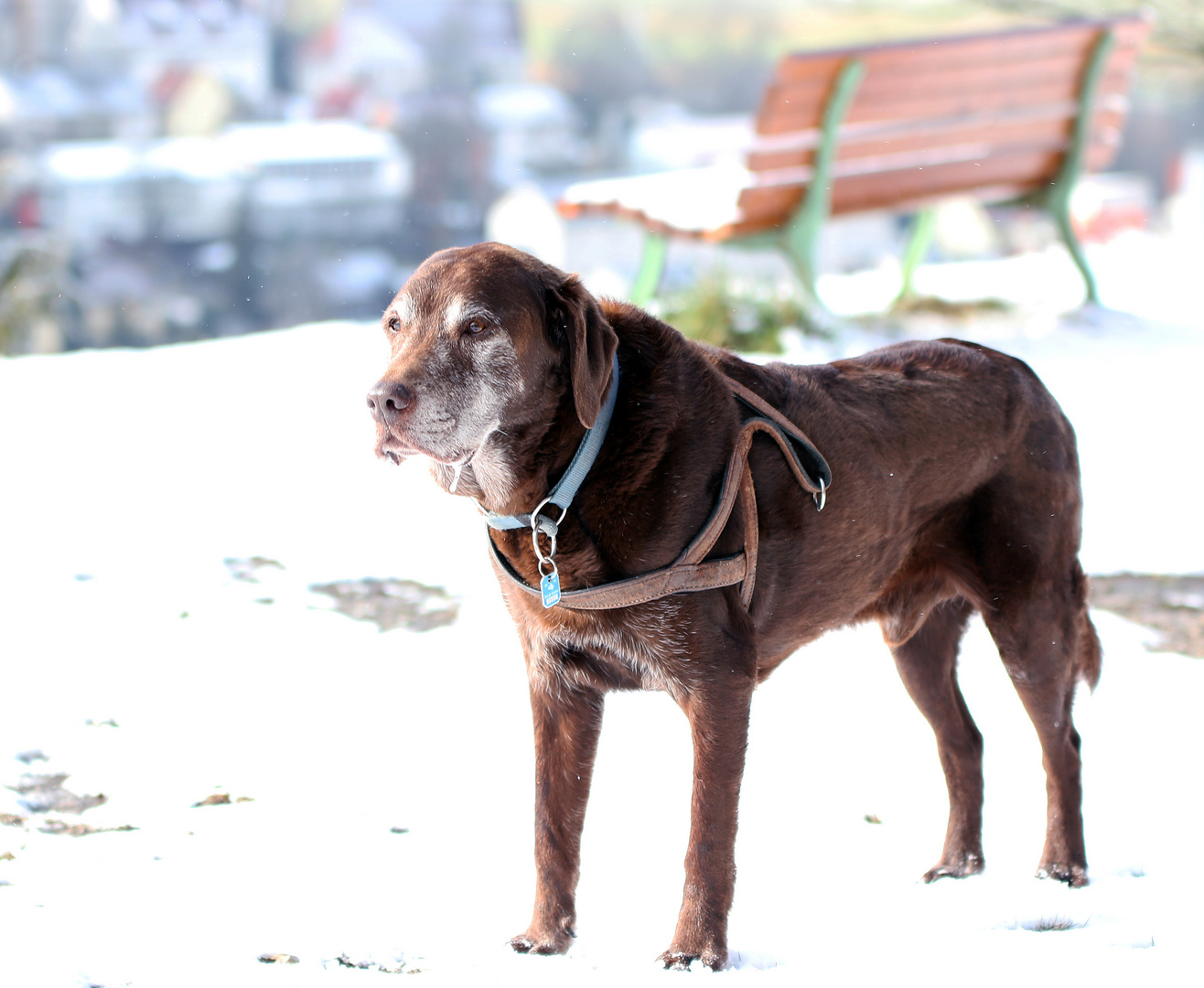 Labrador mitt 11 Jahren und 2 Monaten