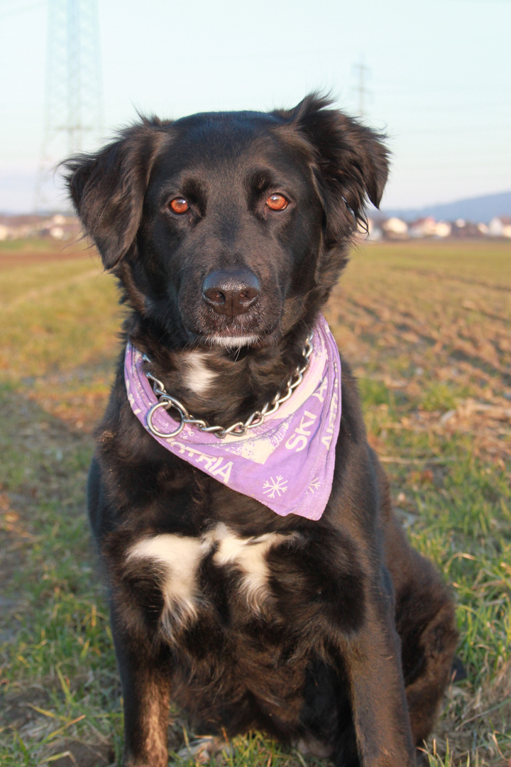 Labrador- Mix