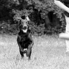 Labrador Mix beim rennen nach einer Diskusscheibe