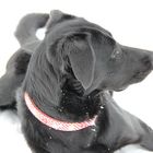 Labrador-Mix Gioya