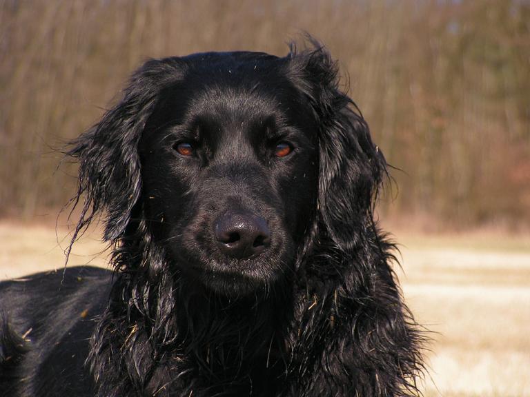 Labrador Mix Murphy