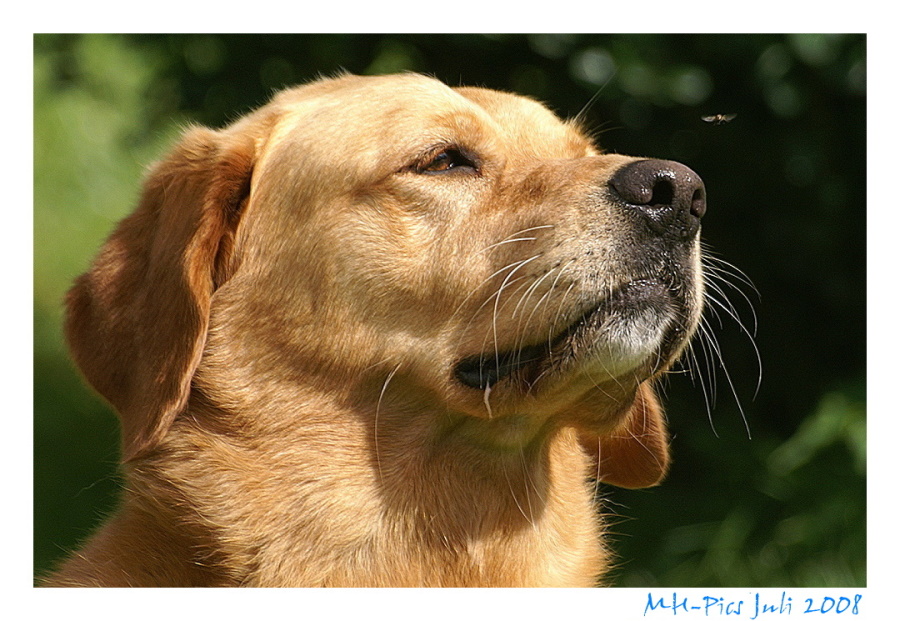 Labrador Mix "Paula" beim Hypnotisieren einer Fliege