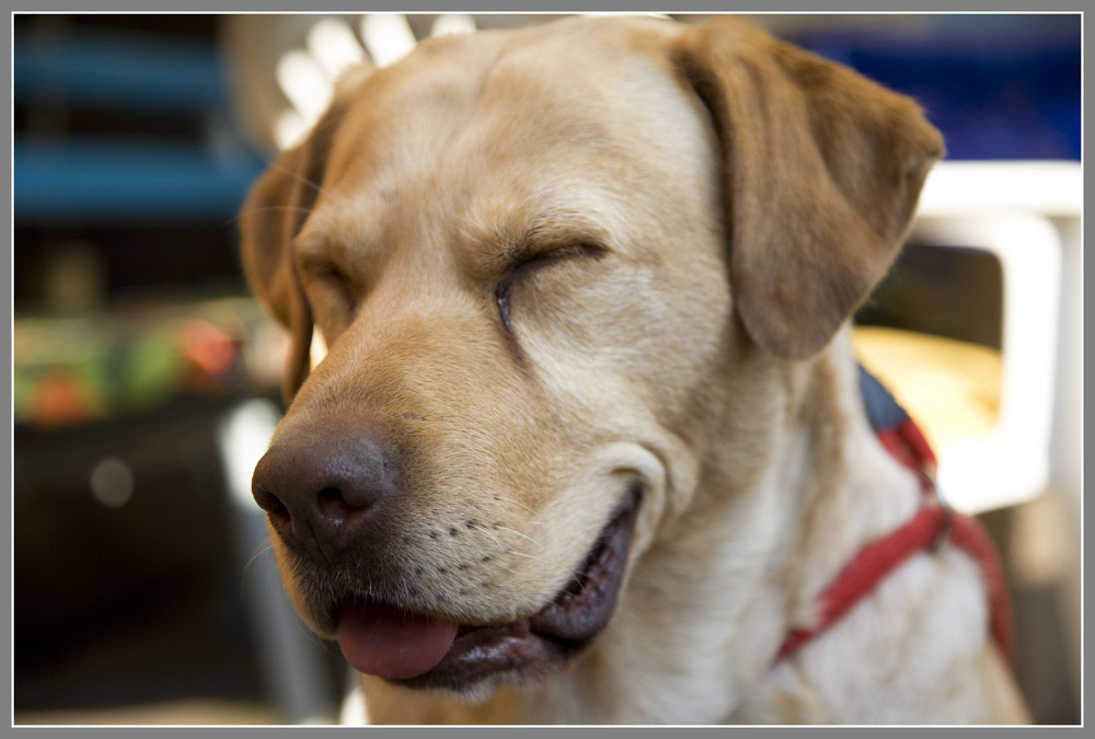 labrador müde? oder eher zufrieden