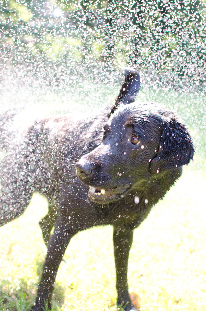 Labrador nach der Wasserarbeit