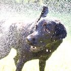 Labrador nach der Wasserarbeit