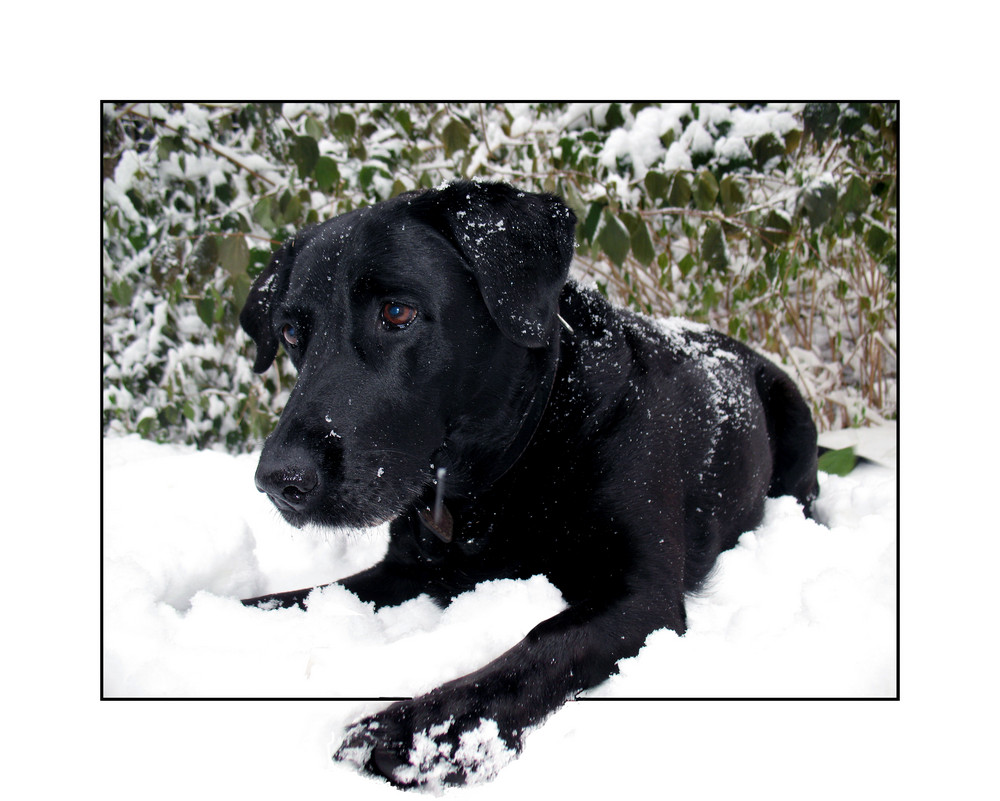 Labrador on snow