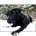 Labrador on snow