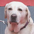 Labrador patient