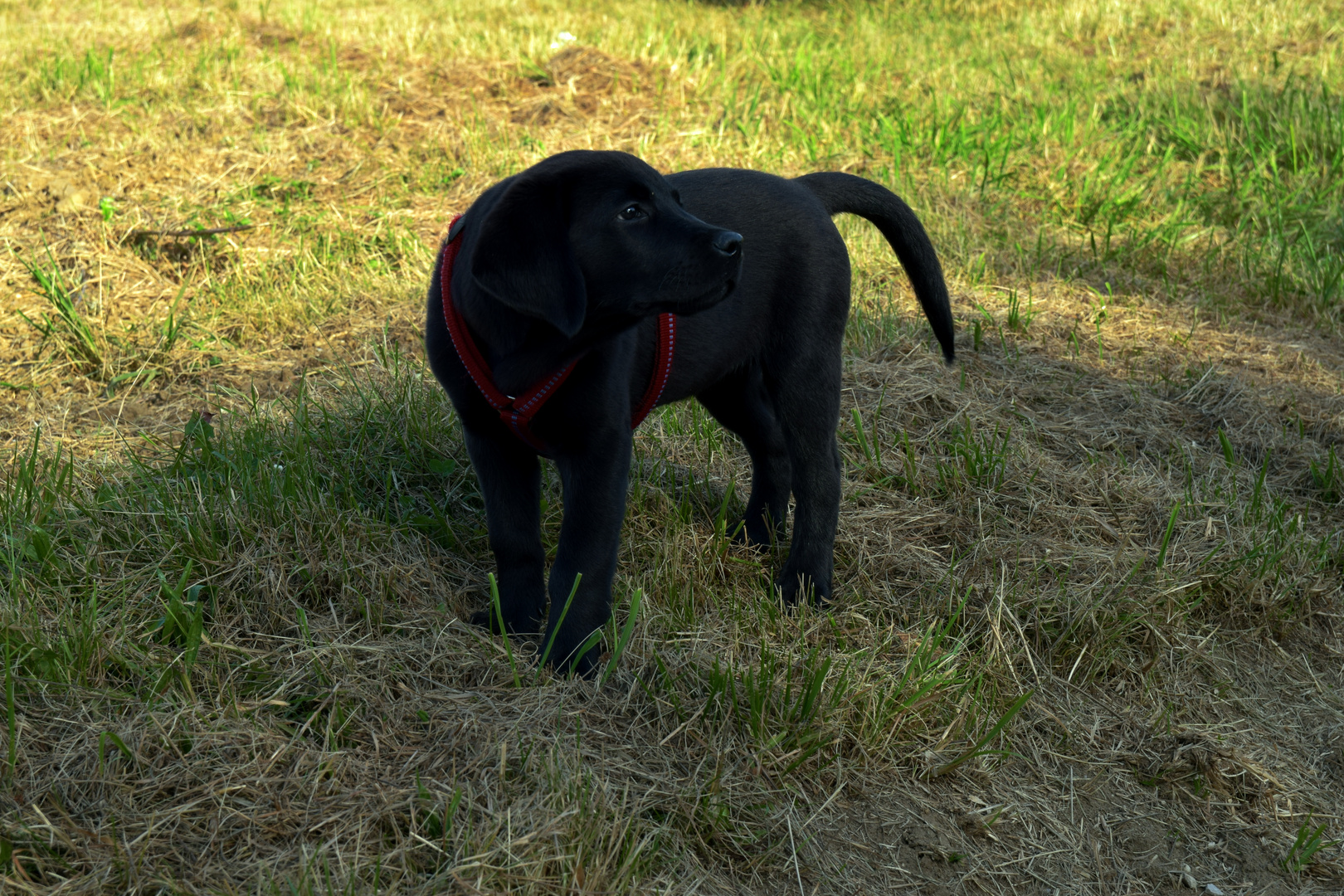 Labrador Paula