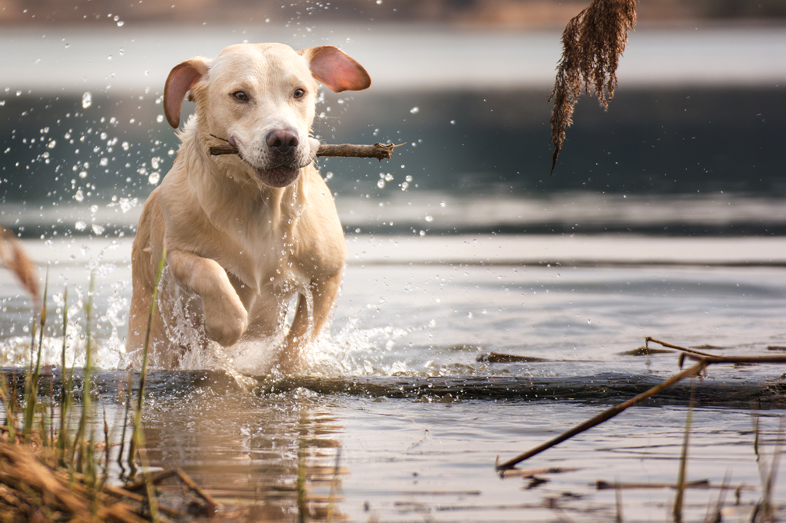 Labrador Paulchen 2