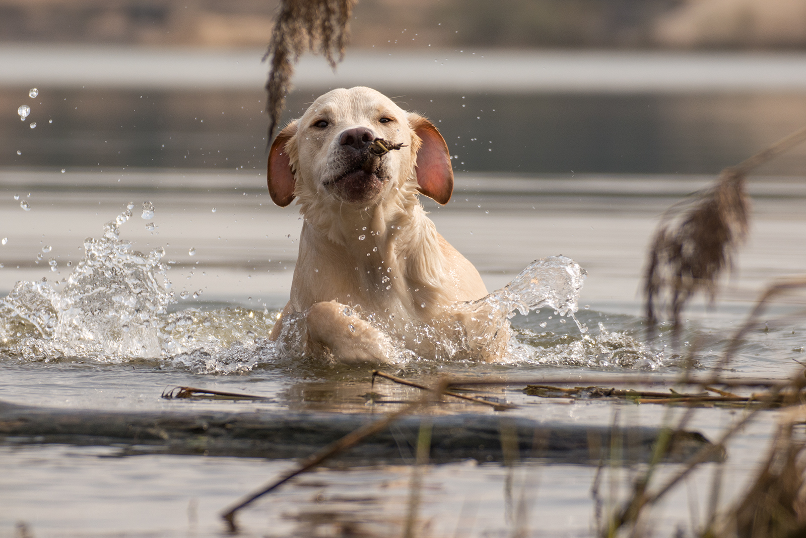 Labrador Paulchen 3