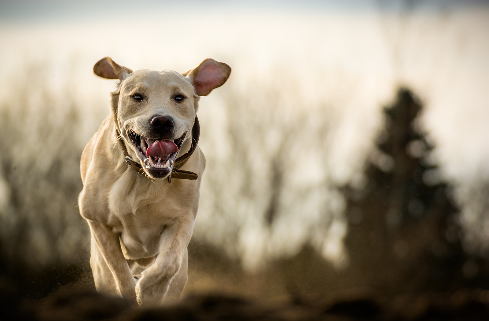 Labrador Paulchen 6