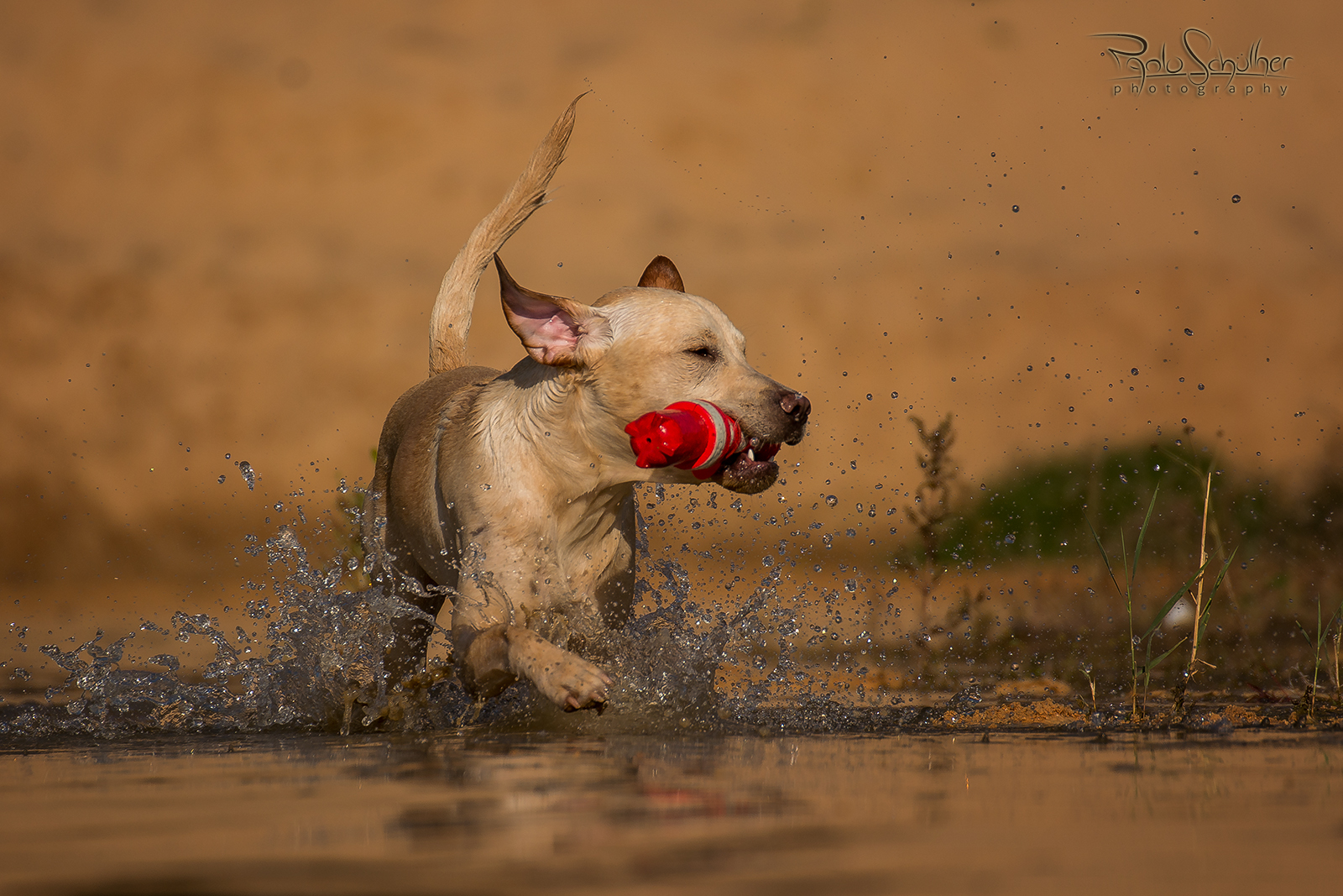 Labrador Paulchen 8