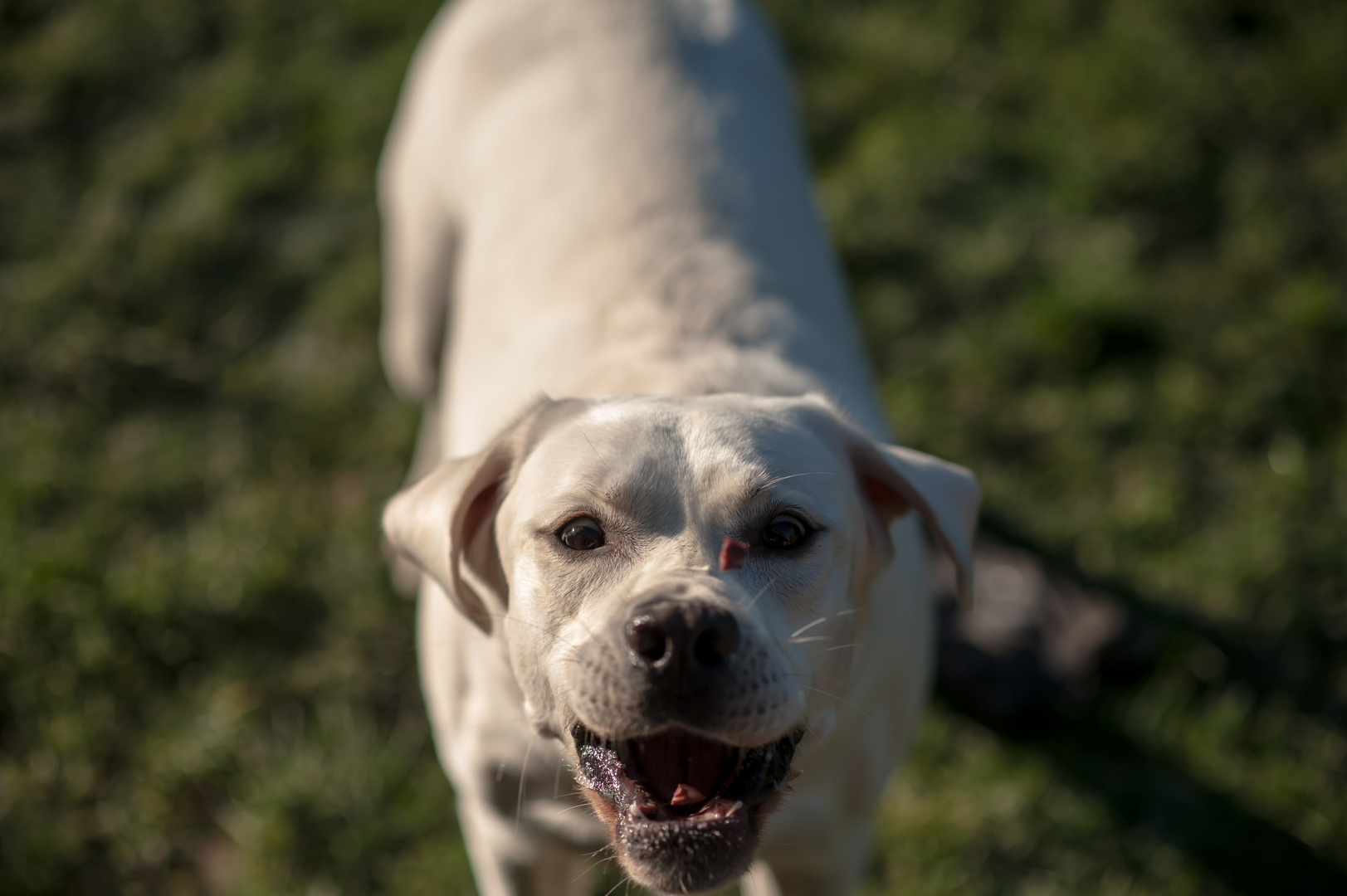 Labrador - play and fun 2