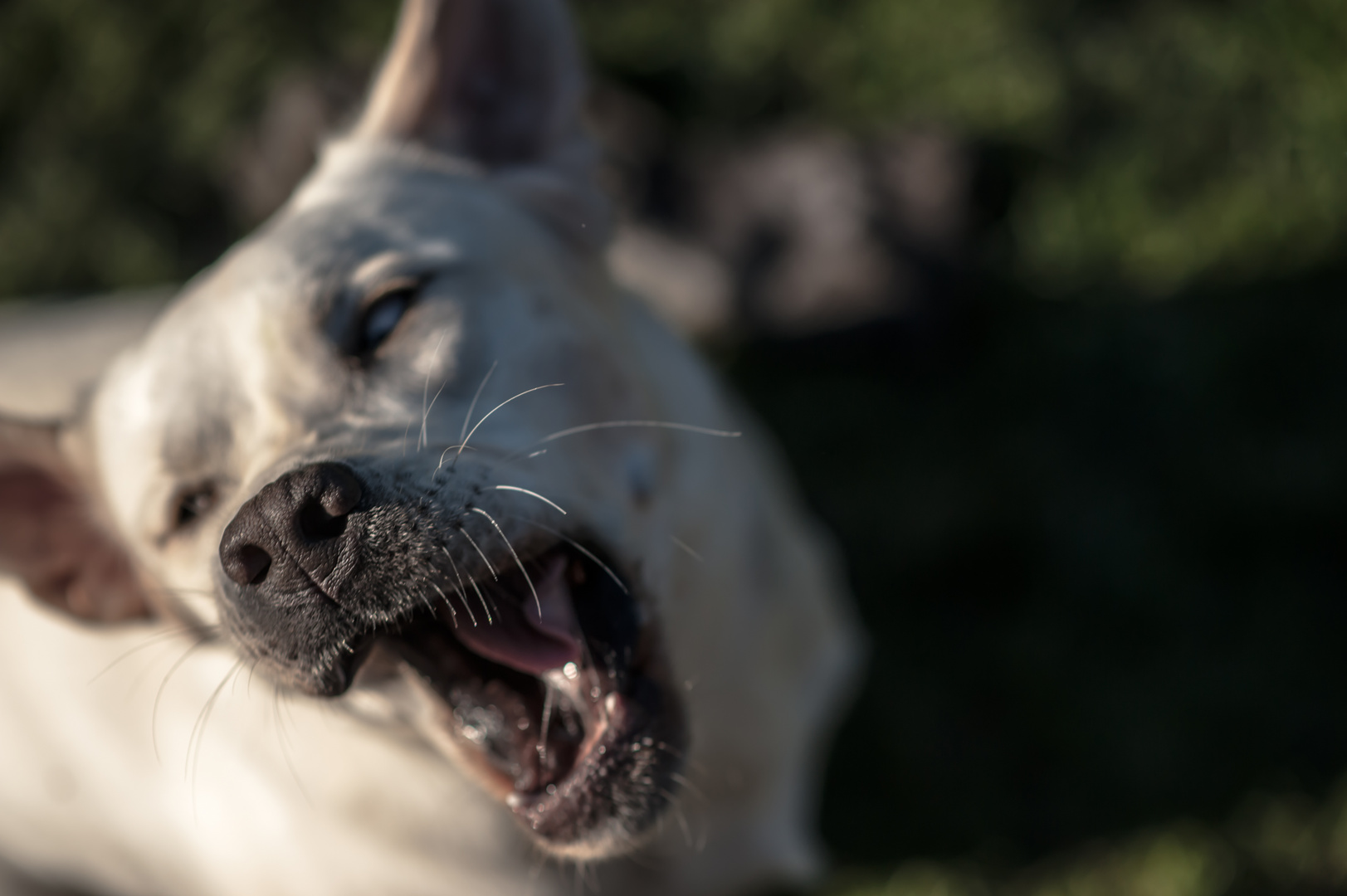 Labrador - play and fun 3