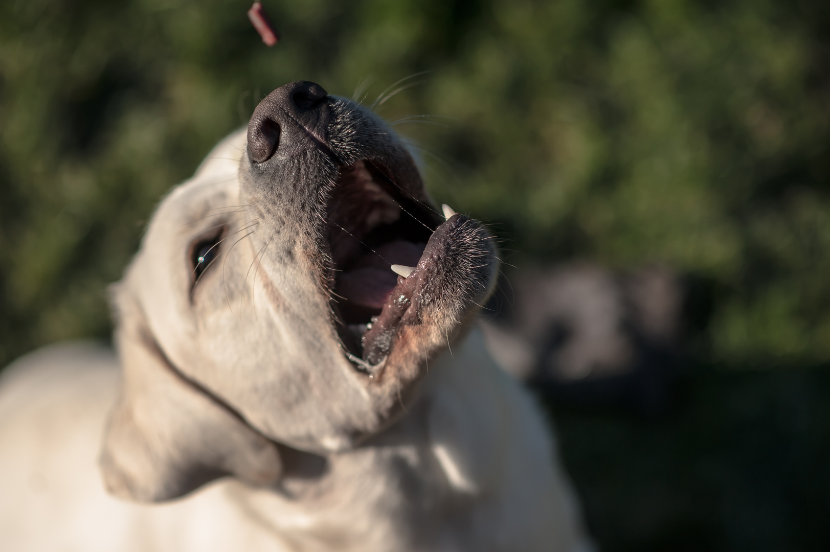 Labrador - play and fun