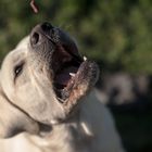 Labrador - play and fun