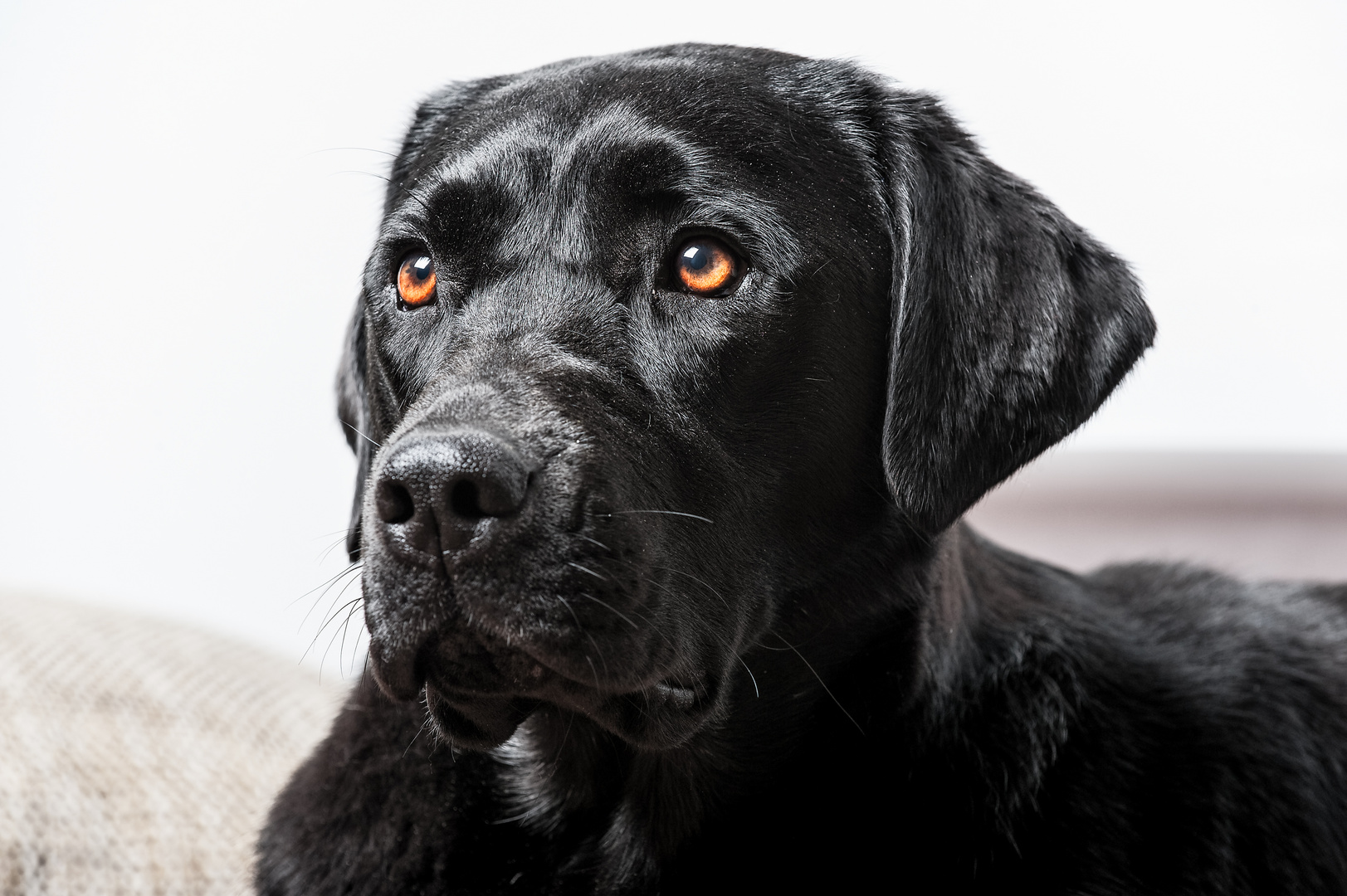 Labrador porträt