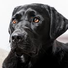 Labrador porträt