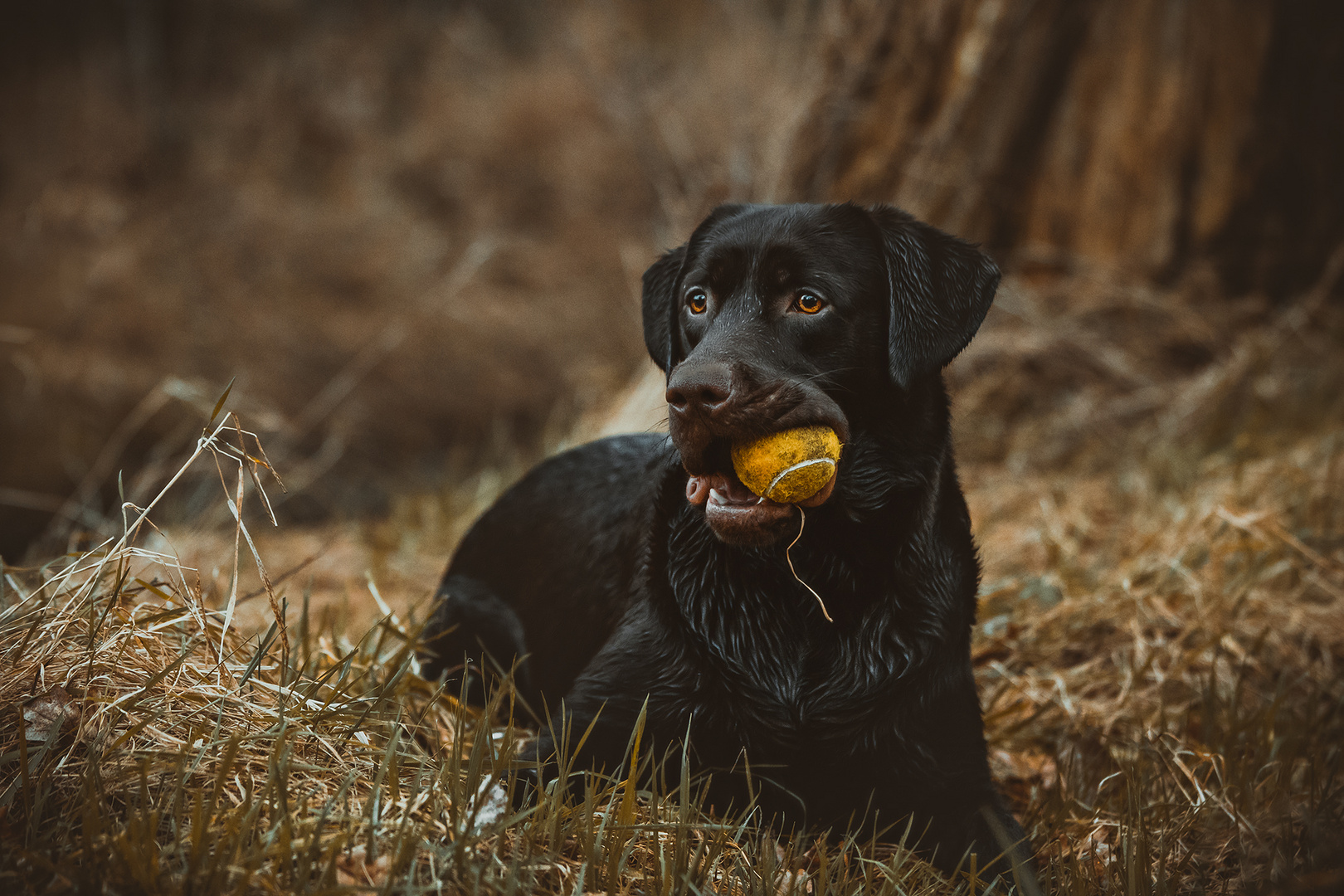 Labrador Portrait 