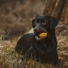 Labrador Portrait 