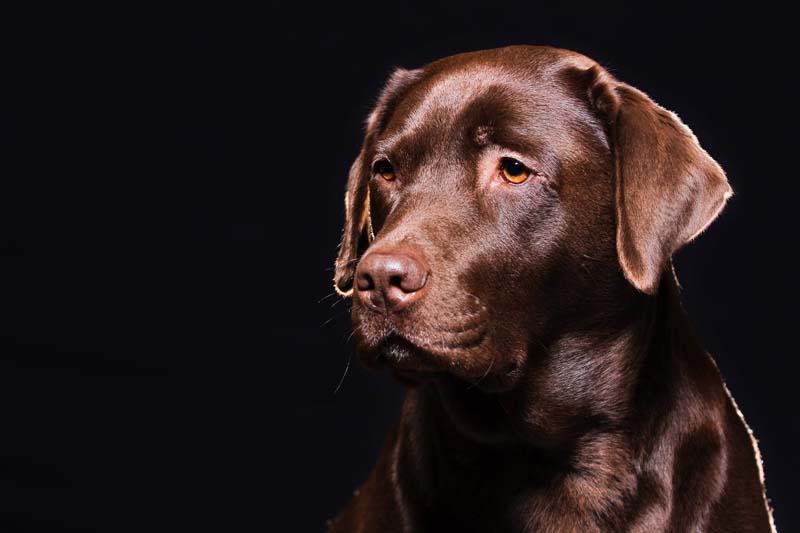 Labrador- Portrait