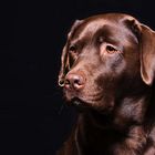 Labrador- Portrait