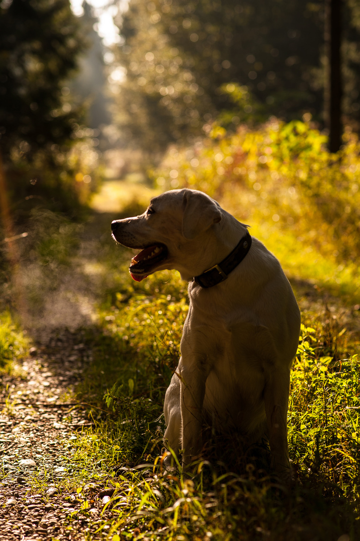 Labrador Portrait