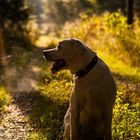 Labrador Portrait