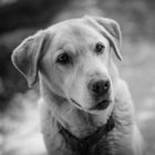 Labrador Portrait